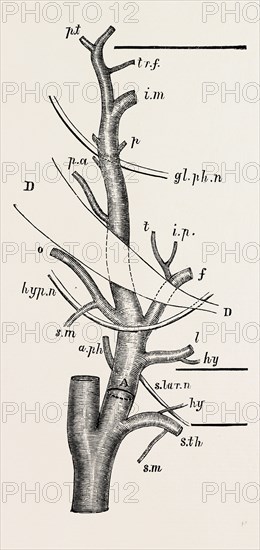 external carotid artery; natural size, modified from quain, medical equipment, surgical instrument, history of medicine