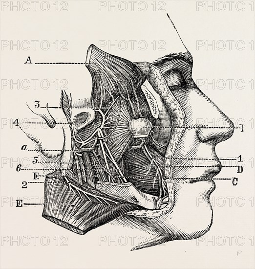 dissection of the third division, medical equipment, surgical instrument, history of medicine