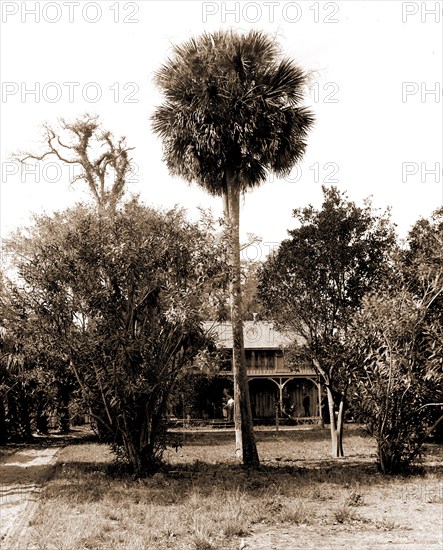 Orange grower's home, Ormond, Jackson, William Henry, 1843-1942, Palms, Dwellings, United States, Florida, Ormond Beach, 1880