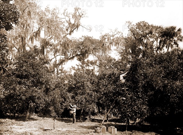 An orange grove on the Halifax, Fla, Jackson, William Henry, 1843-1942, Orange orchards, Harvesting, United States, Florida, Halifax River, 1880