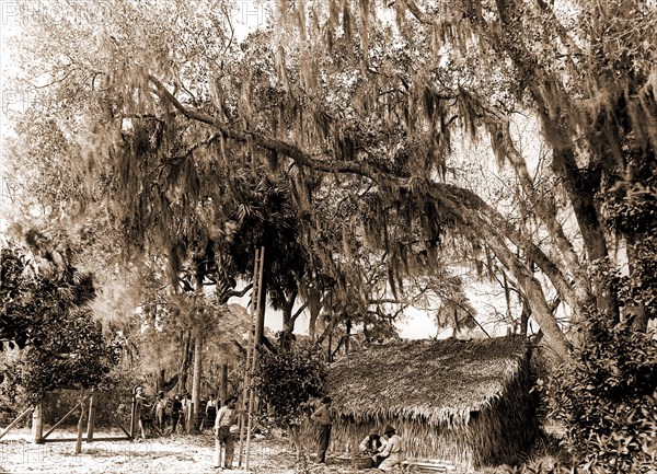 Orange pickers, Ormond, Fla, Jackson, William Henry, 1843-1942, Orange orchards, Harvesting, Thatched roofs, United States, Florida, Ormond Beach, 1880