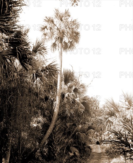 Lovers Lane near Ormond, Jackson, William Henry, 1843-1942, Trails & paths, Palms, United States, Florida, Ormond Beach, 1880