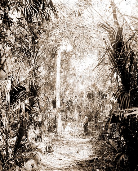 In the Ormond hammock, Jackson, William Henry, 1843-1942, Palms, Trails & paths, United States, Florida, Ormond Beach, 1880