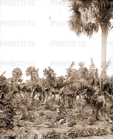 Banana plantation, Indian River, Jackson, William Henry, 1843-1942, Banana plantations, Waterfronts, Bays, United States, Florida, Indian River, 1880