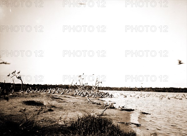 Pelican Island, Indian River, Jackson, William Henry, 1843-1942, Waterfronts, Pelicans, Bays, United States, Florida, Indian River, United States, Florida, Pelican Island, 1880