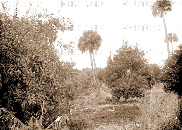 Grove at Barker's Bluff, Jackson, William Henry, 1843-1942, Trees, Bays, United States, Florida, Indian River, United States, Florida, Barker's Bluff, 1880