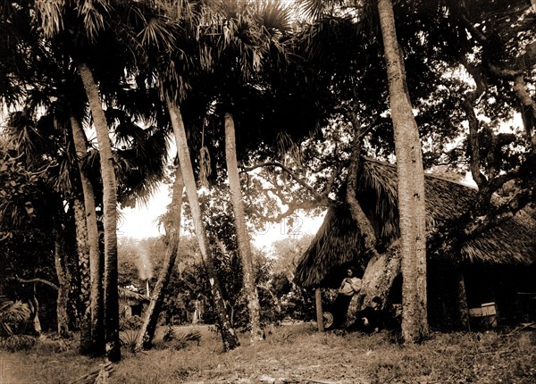 Dawson's, Gem Island, Indian River, Jackson, William Henry, 1843-1942, Trees, Dwellings, Bays, United States, Florida, Indian River, United States, Florida, Gem Island, 1880