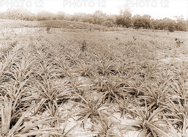 Pineapple field at Eden, Jackson, William Henry, 1843-1942, Pineapple plantations, United States, Florida, Indian River, 1880