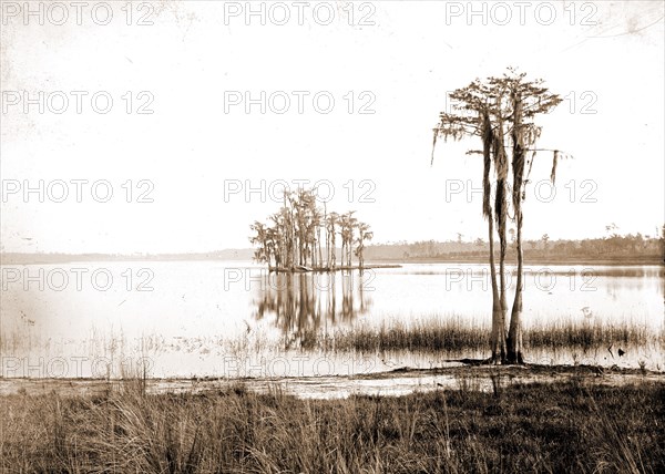 Lake Louise near Seville, Fla, Jackson, William Henry, 1843-1942, Lakes & ponds, United States, Florida, Louise, Lake, United States, Florida, Seville, 1880