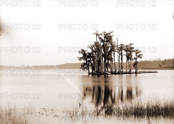 Lake Louise near Seville, Fla, Jackson, William Henry, 1843-1942, Islands, Lakes & ponds, United States, Florida, Louise, Lake, United States, Florida, Seville, 1880