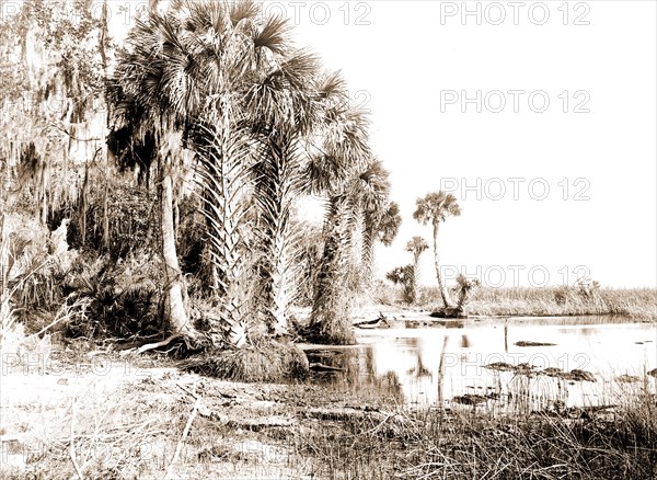Shore line along Lake George, Fla, Jackson, William Henry, 1843-1942, Palms, Lakes & ponds, United States, Florida, 1880