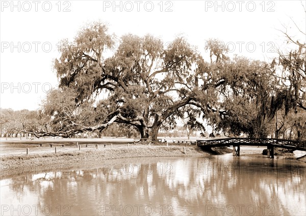 Washington Oak, Audubon Park, New Orleans, Parks, Historic trees, United States, Louisiana, New Orleans, 1900