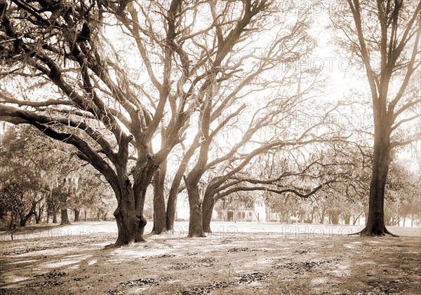 Chicora Park, Charleston, S.C, Parks, United States, South Carolina, Charleston, 1890