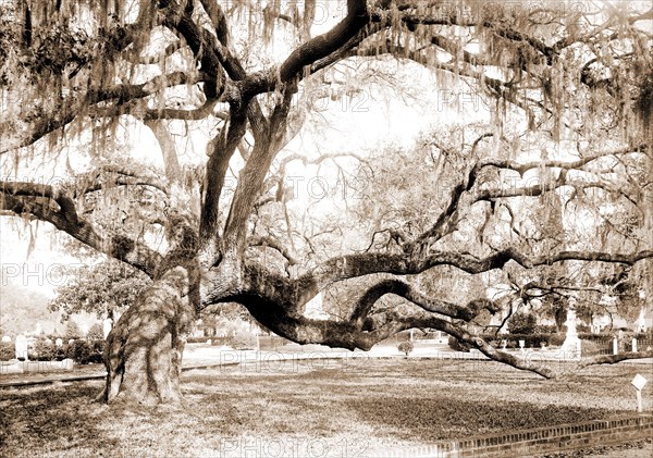 Magnolia Cemetery, live oaks, Charleston, S.C, Cemeteries, Oaks, United States, South Carolina, Charleston, 1900