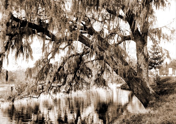 Live oak, Magnolia Cemetery, Charleston, S.C, Cemeteries, Oaks, Spanish moss, Waterfronts, United States, South Carolina, Charleston, 1890