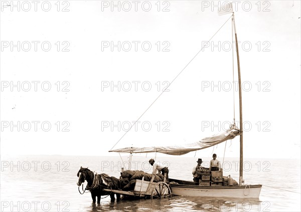 Coast traders, Key West, Fla, Sailboats, Carts & wagons, Commerce, United States, Florida, Key West, 1900