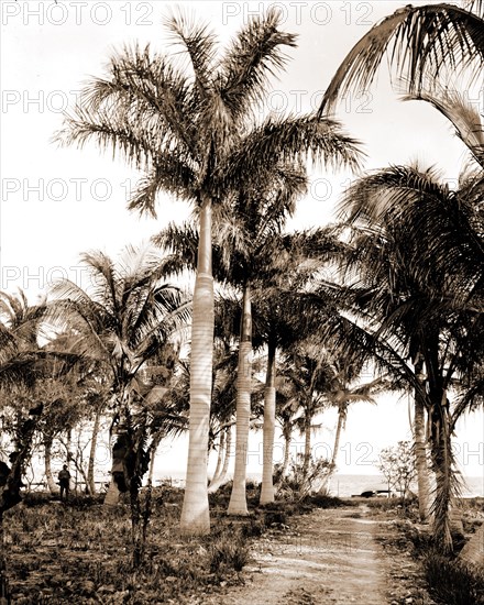 Royal palms at Cocoanut Grove i.e. Coconut Grove, Miami, Fla, Trails & paths, Palms, United States, Florida, Miami, 1900