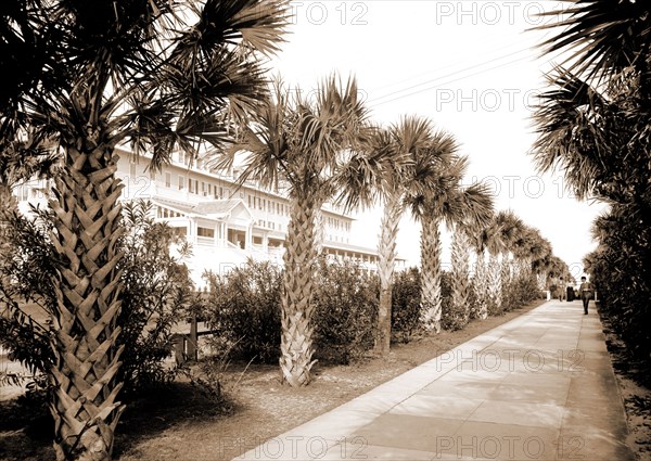 The Breakers, Palm Beach, Fla, Hotels, Resorts, Trails & paths, Palms, United States, Florida, Palm Beach, 1900