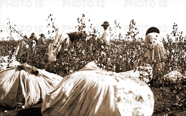 Picking cotton, Jackson, William Henry, 1843-1942, Cotton plantations, Harvesting, 1880