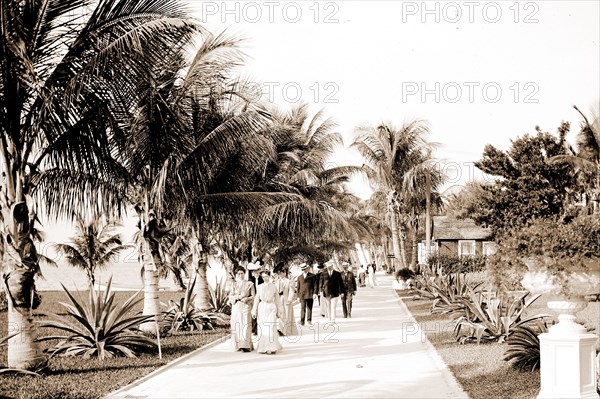 In the grounds of the Royal Poinciana, Palm Beach, Fla, Resorts, Hotels, Palms, Trails & paths, United States, Florida, Palm Beach, 1906