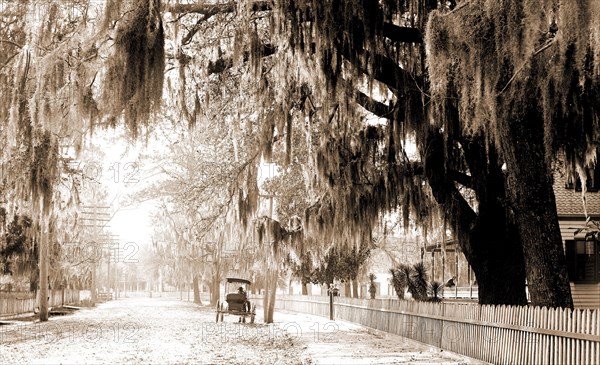 Sumter Avenue, Summerville, S.C, Spanish moss, Residential streets, United States, South Carolina, Summerville, 1906