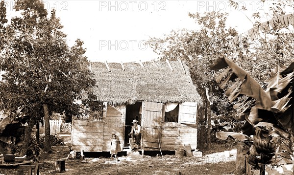 Thatched building and banana plant, possibly Nassau, Bahamas, Thatched roofs, Banana plants, Bahamas, 1900