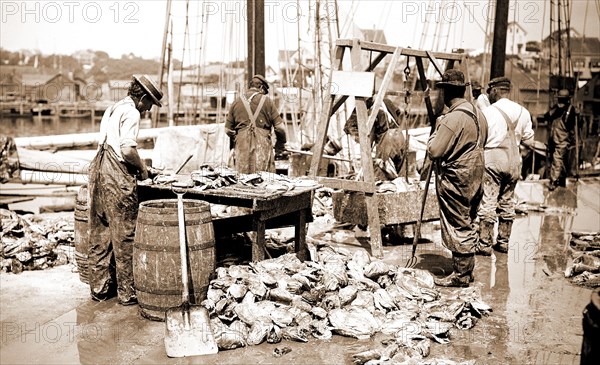 Weighing up the catch, Gloucester, Mass, Piers & wharves, Fishing industry, United States, Massachusetts, Gloucester, 1900