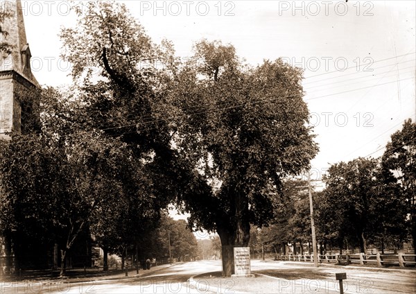 The Washington elm, Cambridge, Mass, Washington, George, 1732-1799, Historic trees, United States, History, Revolution, 1775-1783, United States, Massachusetts, Cambridge, 1890