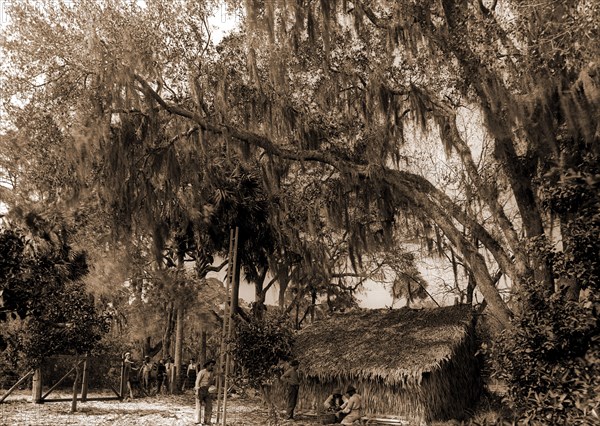 The Orange pickers, Ormond, Agricultural laborers, Orange orchards, Harvesting, Thatched roofs, United States, Florida, Ormond Beach, 1880