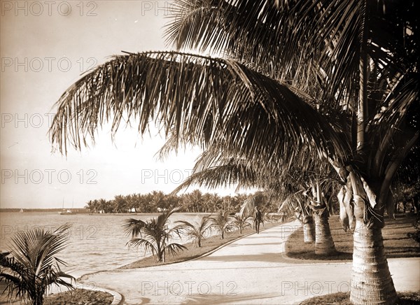 Palm Beach, Jackson, William Henry, 1843-1942, Jackson, William Henry, 1843-1942, Walkways, Palms, Waterfronts, United States, Florida, Palm Beach, 1894