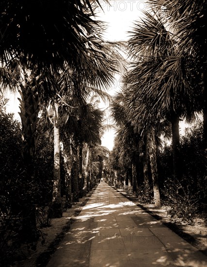 Palm Beach, Florida, Ocean Avenue, Palms, Streets, United States, Florida, Palm Beach, 1880