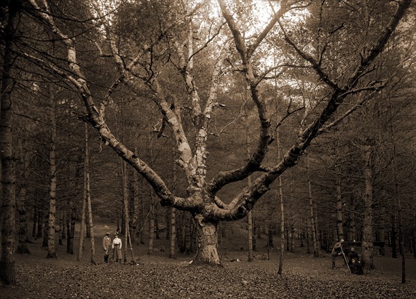 Wizard Tree, Cathedral Woods, North Conway, White Mountains, The, Trees, Mountains, United States, New Hampshire, North Conway, United States, New Hampshire, White Mountains, 1900