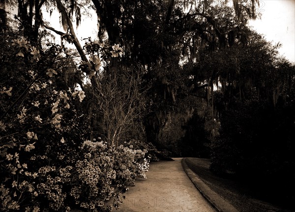 The Slope walk, Magnolia-on-the-Ashley, Magnolia Gardens, Charleston, S.C, Gardens, Trails & paths, United States, South Carolina, Charleston, 1901