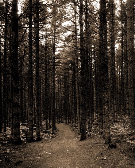 The Cathedral woods, North Conway, White Mountains, Forests, Trails & paths, United States, New Hampshire, White Mountains, United States, New Hampshire, North Conway, 1900