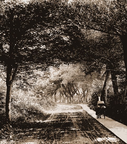 Under the willows, Rye Beach, N.H, Willows, Roads, Walkways, United States, New Hampshire, Rye Beach, 1904