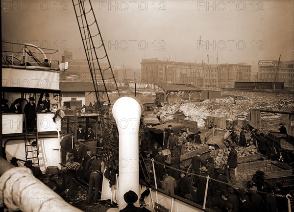 Baltimore, Maryland, unloading banana steamer, Harbors, Bananas, Ships, Shipping, United States, Maryland, Baltimore, 1890