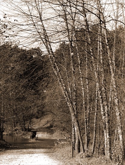 Black birches, Zoo park National Zoological Park, Washington, D.C, Roads, Birches, Parks, Zoos, United States, District of Columbia, Washington (D.C.), 1906