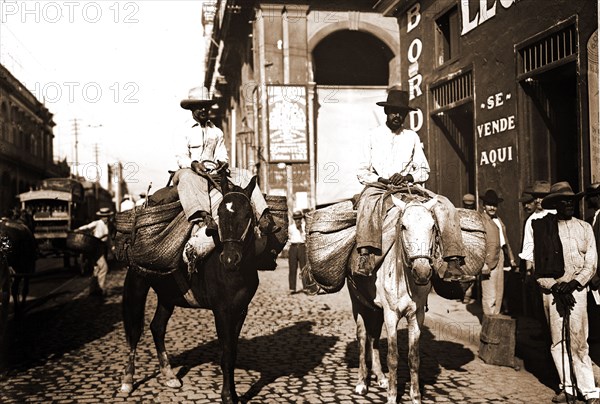 Vegetable men, Food vendors, Mules, Vegetables, Streets, Cuba, Havana, 1900