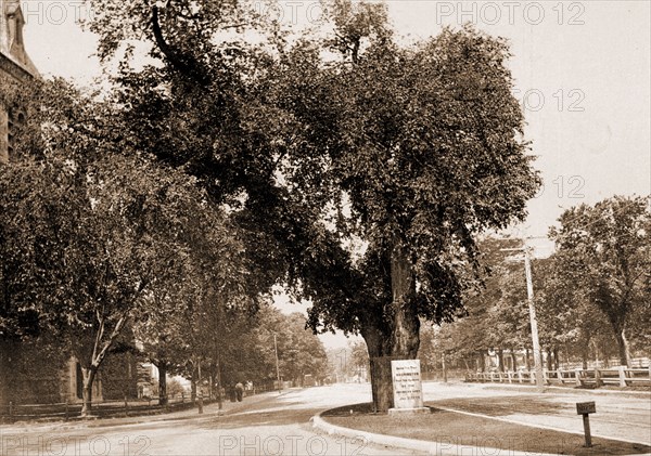 The Washington Elm, Cambridge, Washington, George, 1732-1799, Historic trees, United States, Massachusetts, Cambridge, 1899