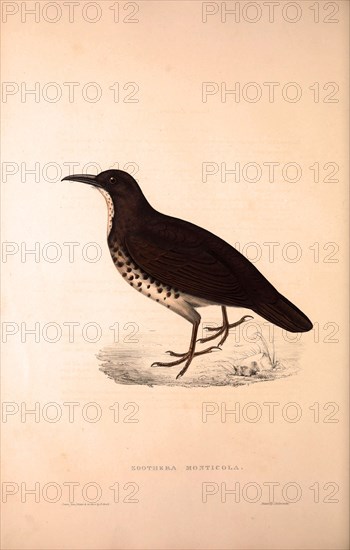 Zoothera Monticola,  Long-billed Thrush. Birds from the Himalaya Mountains, engraving 1831 by Elizabeth Gould and John Gould. John Gould was working as a taxidermist,he was known as the 'bird-stuffer', by the Zoological Society. Gould's fascination with birds from the east began in the late 1820s when a collection of birds from the Himalayan mountains arrived at the Society's museum and Gould conceived the idea of publishing a volume of imperial folio sized hand-coloured lithographs of the eighty species, with figures of a hundred birds. Elizabeth Gould made the drawings and transferred them to the large lithographic stones. They are called Gould plates.