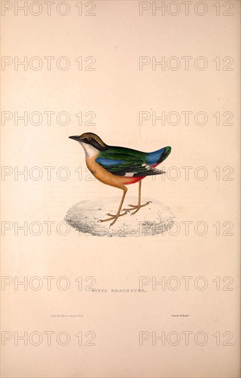 Pitta Brachyura,  Indian Pitta. Birds from the Himalaya Mountains, engraving 1831 by Elizabeth Gould and John Gould. John Gould was working as a taxidermist,he was known as the 'bird-stuffer', by the Zoological Society. Gould's fascination with birds from the east began in the late 1820s when a collection of birds from the Himalayan mountains arrived at the Society's museum and Gould conceived the idea of publishing a volume of imperial folio sized hand-coloured lithographs of the eighty species, with figures of a hundred birds. Elizabeth Gould made the drawings and transferred them to the large lithographic stones. They are called Gould plates.