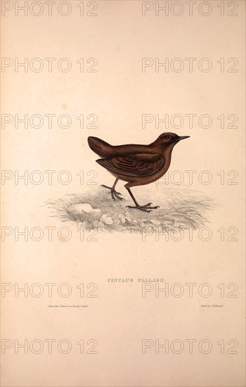 Cinclus Pallasii, Brown Dipper. Birds from the Himalaya Mountains, engraving 1831 by Elizabeth Gould and John Gould. John Gould was working as a taxidermist,he was known as the 'bird-stuffer', by the Zoological Society. Gould's fascination with birds from the east began in the late 1820s when a collection of birds from the Himalayan mountains arrived at the Society's museum and Gould conceived the idea of publishing a volume of imperial folio sized hand-coloured lithographs of the eighty species, with figures of a hundred birds. Elizabeth Gould made the drawings and transferred them to the large lithographic stones. They are called Gould plates.