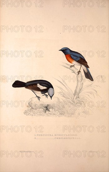 Phoenicura Rubeculoides, Phoenicura Coeruleocephala. Birds from the Himalaya Mountains, engraving 1831 by Elizabeth Gould and John Gould. John Gould was working as a taxidermist,he was known as the 'bird-stuffer', by the Zoological Society. Gould's fascination with birds from the east began in the late 1820s when a collection of birds from the Himalayan mountains arrived at the Society's museum and Gould conceived the idea of publishing a volume of imperial folio sized hand-coloured lithographs of the eighty species, with figures of a hundred birds. Elizabeth Gould made the drawings and transferred them to the large lithographic stones. They are called Gould plates.