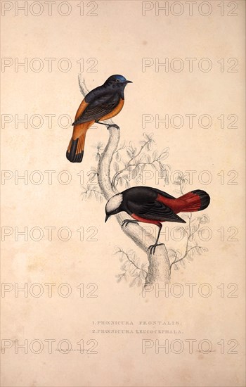 Phoenicura Frontalis, Phoenicura Leucocephala. Birds from the Himalaya Mountains, engraving 1831 by Elizabeth Gould and John Gould. John Gould was working as a taxidermist,he was known as the 'bird-stuffer', by the Zoological Society. Gould's fascination with birds from the east began in the late 1820s when a collection of birds from the Himalayan mountains arrived at the Society's museum and Gould conceived the idea of publishing a volume of imperial folio sized hand-coloured lithographs of the eighty species, with figures of a hundred birds. Elizabeth Gould made the drawings and transferred them to the large lithographic stones. They are called Gould plates.