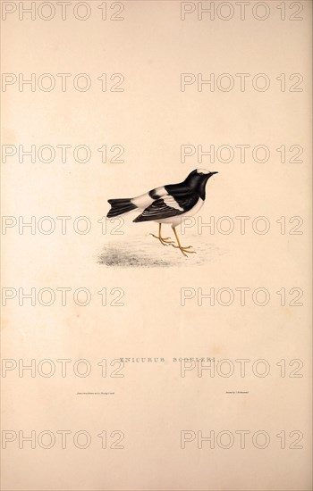 Enicurus Scouleri, Little Forktail. Birds from the Himalaya Mountains, engraving 1831 by Elizabeth Gould and John Gould. John Gould was working as a taxidermist,he was known as the 'bird-stuffer', by the Zoological Society. Gould's fascination with birds from the east began in the late 1820s when a collection of birds from the Himalayan mountains arrived at the Society's museum and Gould conceived the idea of publishing a volume of imperial folio sized hand-coloured lithographs of the eighty species, with figures of a hundred birds. Elizabeth Gould made the drawings and transferred them to the large lithographic stones. They are called Gould plates.