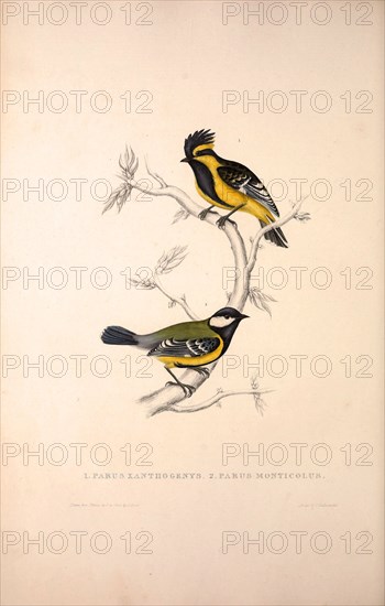 Parus Xanthogenys, Parus Monticolus. Birds from the Himalaya Mountains, engraving 1831 by Elizabeth Gould and John Gould. John Gould was working as a taxidermist,he was known as the 'bird-stuffer', by the Zoological Society. Gould's fascination with birds from the east began in the late 1820s when a collection of birds from the Himalayan mountains arrived at the Society's museum and Gould conceived the idea of publishing a volume of imperial folio sized hand-coloured lithographs of the eighty species, with figures of a hundred birds. Elizabeth Gould made the drawings and transferred them to the large lithographic stones. They are called Gould plates.