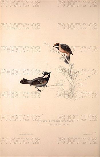 Parus Erythrocephalus, Parus Melanolophus. Birds from the Himalaya Mountains, engraving 1831 by Elizabeth Gould and John Gould. John Gould was working as a taxidermist,he was known as the 'bird-stuffer', by the Zoological Society. Gould's fascination with birds from the east began in the late 1820s when a collection of birds from the Himalayan mountains arrived at the Society's museum and Gould conceived the idea of publishing a volume of imperial folio sized hand-coloured lithographs of the eighty species, with figures of a hundred birds. Elizabeth Gould made the drawings and transferred them to the large lithographic stones. They are called Gould plates.
