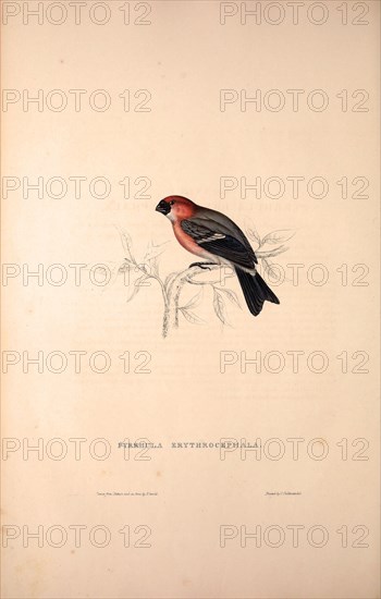 Pyrrhula Erythrocephala, Red-headed Bullfinch. Birds from the Himalaya Mountains, engraving 1831 by Elizabeth Gould and John Gould. John Gould was working as a taxidermist,he was known as the 'bird-stuffer', by the Zoological Society. Gould's fascination with birds from the east began in the late 1820s when a collection of birds from the Himalayan mountains arrived at the Society's museum and Gould conceived the idea of publishing a volume of imperial folio sized hand-coloured lithographs of the eighty species, with figures of a hundred birds. Elizabeth Gould made the drawings and transferred them to the large lithographic stones. They are called Gould plates.