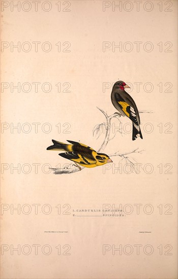 Carduelis Caniceps, Grey-headed Goldfinch, Carduelis Spinoides, Yellow-breasted Greenfinch. Birds from the Himalaya Mountains, engraving 1831 by Elizabeth Gould and John Gould. John Gould was working as a taxidermist,he was known as the 'bird-stuffer', by the Zoological Society. Gould's fascination with birds from the east began in the late 1820s when a collection of birds from the Himalayan mountains arrived at the Society's museum and Gould conceived the idea of publishing a volume of imperial folio sized hand-coloured lithographs of the eighty species, with figures of a hundred birds. Elizabeth Gould made the drawings and transferred them to the large lithographic stones. They are called Gould plates.