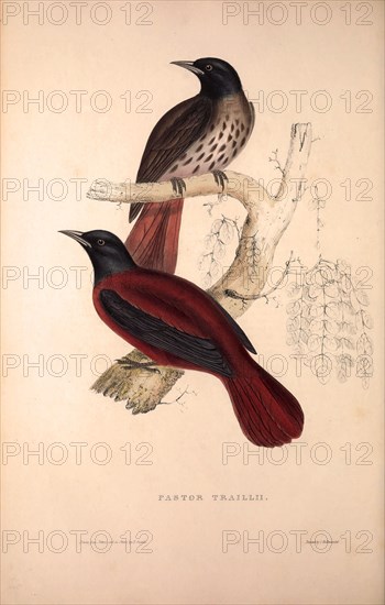 Pastor Traillii. Birds from the Himalaya Mountains, engraving 1831 by Elizabeth Gould and John Gould. John Gould was working as a taxidermist,he was known as the 'bird-stuffer', by the Zoological Society. Gould's fascination with birds from the east began in the late 1820s when a collection of birds from the Himalayan mountains arrived at the Society's museum and Gould conceived the idea of publishing a volume of imperial folio sized hand-coloured lithographs of the eighty species, with figures of a hundred birds. Elizabeth Gould made the drawings and transferred them to the large lithographic stones. They are called Gould plates.